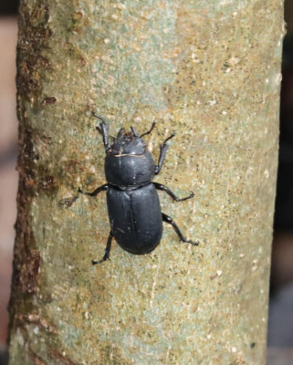 IMG_1723-2 Klein vliegend hert (Dorcus parallelipipedus).JPG