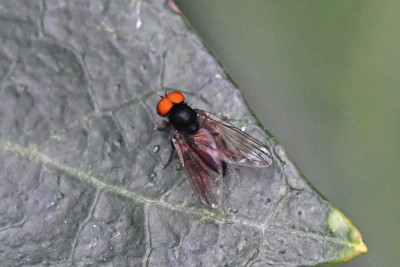 Grote bandbreedvoet