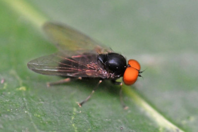 Grote bandbreedvoet