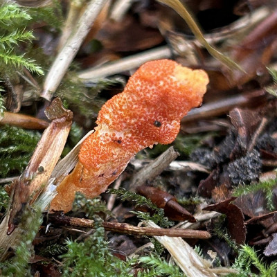 Rupsendoder-6923.JPG