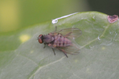 Grote bandbreedvoet