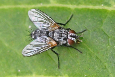 Vibrissina turrita