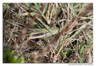 Gewone neussprinkhaan 240930-034 kopie.jpg