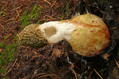 Grote stinkzwam