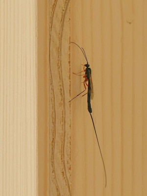Sluiper-052890.JPG