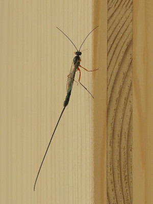 Sluiper-052897.JPG