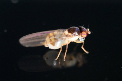 Asteia amoena