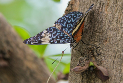 20130814_529  Butterflies Universal Sharing.jpg