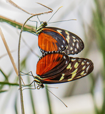 ALB_9479  Heliconiinae   Butterflying Around the World.jpg