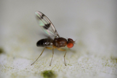 Chymomyza amoena