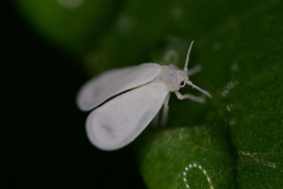 Witte Vlieg