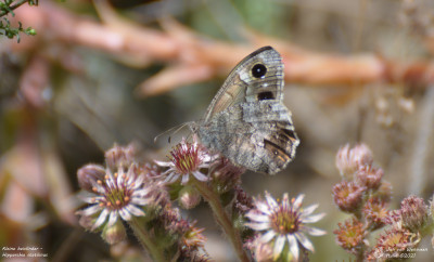 Kleine heivlinder - Hipparchia statilinus