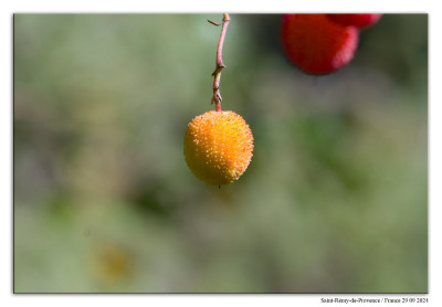 Aardbeiboom 240929-244 kopie.jpg