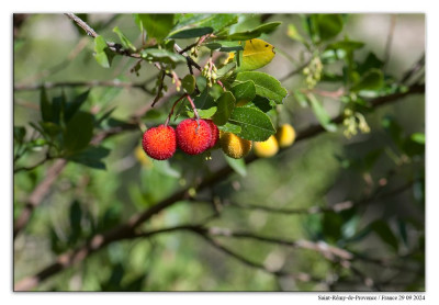 Aardbeiboom 240929-238 kopie.jpg