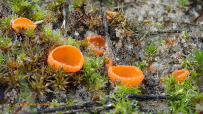 OranjeMosbekertje-054161.JPG