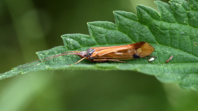 Limnephilus binotatus
