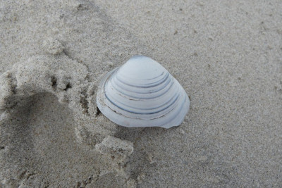 Stevige strandschelp