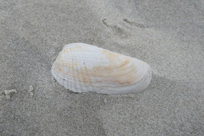 Witte boormossel