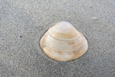 Grote strandschelp