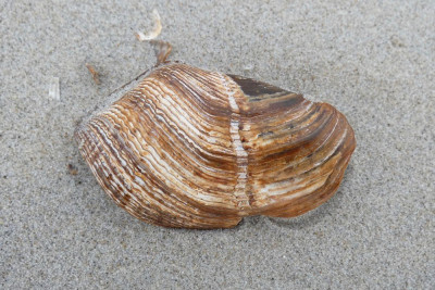 Ruwe boormossel