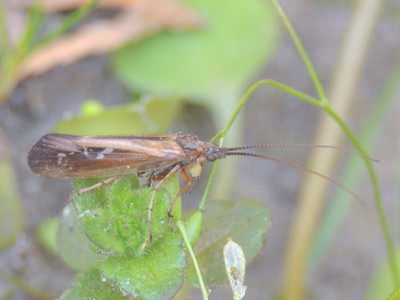 Limnephilus auricula