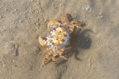 Blaasjeskrab