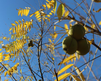 IMG_4809-2 Zwarte walnoot (Juglans nigra).jpg