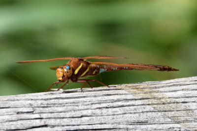 Bruine glazenmaker ♀