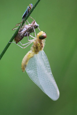 Uitsluiper, Catselt - Zichem<br />Met Groene rietcicade als toeschouwer