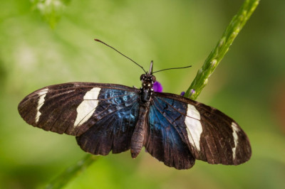 ADH_1918-Heliconius sara.jpg