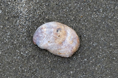 Muiltje
