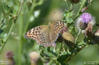 Keizersmantel - Argynnis paphia - Barthélemy - Italië