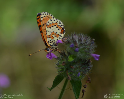 Tweekleurige parelmoervlinder - Melitaea didyma - Espot - Spanje