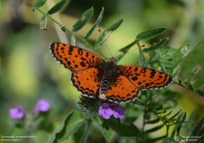 Tweekleurige parelmoervlinder - Melitaea didyma - Espot - Spanje