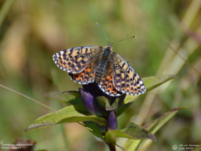 Tweekleurige parelmoervlinder - Melitaea didyma - Barthélemy - Italië