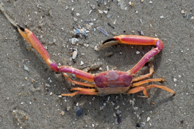 Hoekige krab - Goneplax rhomboides