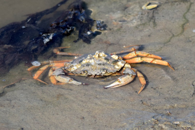 Strandkrab - Carcinus maenas