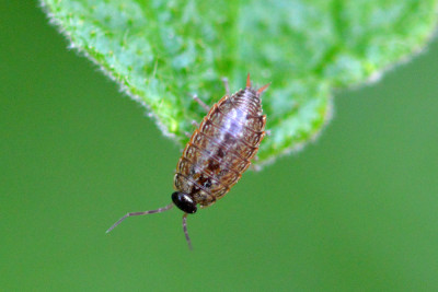 Mospissebed - Philoscia muscorum