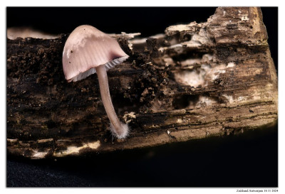 Grote bloedsteelmycena 241116-01 zs 22st kopie.jpg