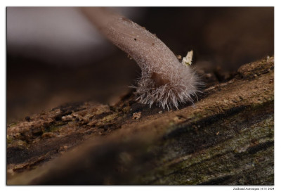 Grote bloedsteelmycena 241116-04 hel 13st kopie.jpg