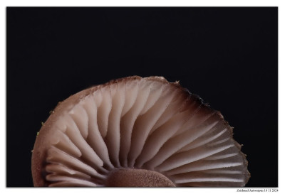 Grote bloedsteelmycena 241116-03 hel 57st kopie.jpg