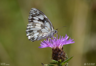 Dambordje - Melanargia galathea - Boutx - Frankrijk