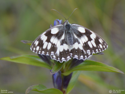 Dambordje - Melanargia galathea - Barthélemy - Italië