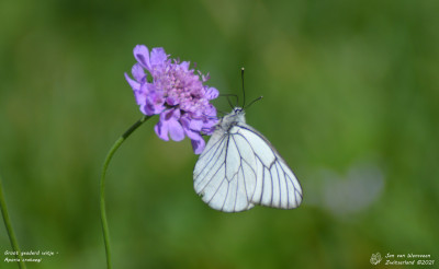 Groot geaderd witje - Aporia crataegi - Verret - Zwitserland