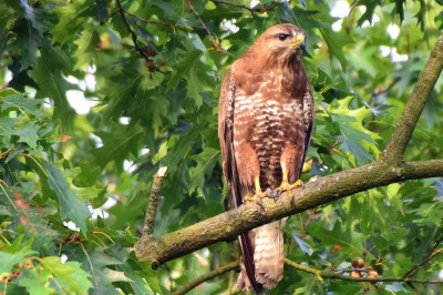 sized_Buizerd gerheser bossen.JPG