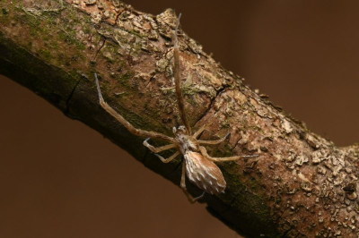uloborus walckenaerius 4.jpg