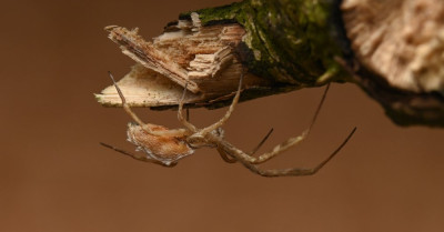 uloborus walckenaerius 3.JPG