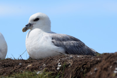 Noordse Stormvogel