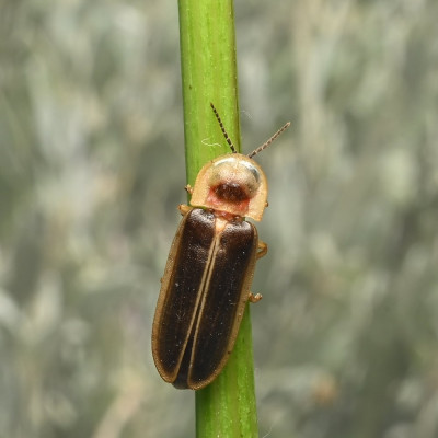 Lampyris noctiluca 3.jpg