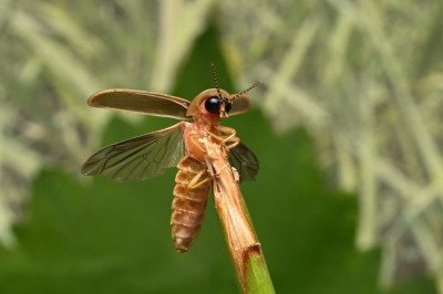 Lampyris noctiluca .jpg